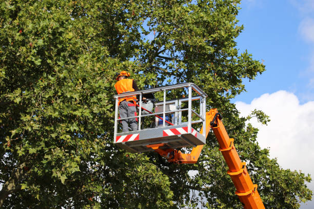 Best Utility Line Clearance  in St Paul, MN